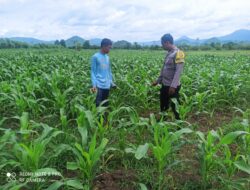 Polsek Pajo Laksanakan Pemantauan Lahan Jagung Warga Binaan Dukung Program Ketahanan Pangan Nasional