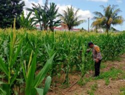 Polri Dampingi Petani Jagung di Labuapi Perkuat Ketahanan Pangan